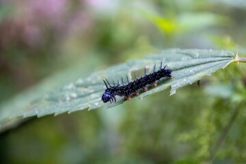 caterpillar on a leaf