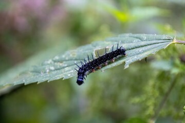 caterpillar on a leaf