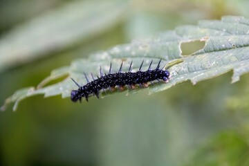 caterpillar on a leaf