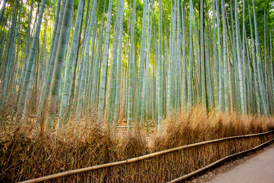Arashiyama bamboo forest in Kyoto, Japan	