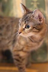 Portrait of a tabby cat kitten at home, looking aside, close-up