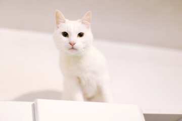 White beautiful cat on white wall background, looking down