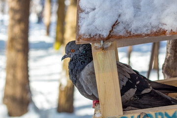 Old hungry pigeon in the bird feeder in the winter park