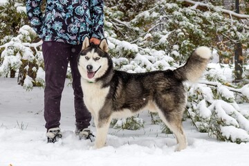 Siberian husky dog in winter forest on a walk. Pet and owner friendship concept - 791433921