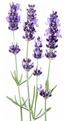 Obraz premium A whiff of lavender fields in Provence