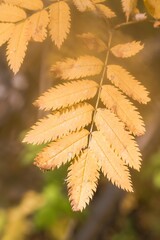 Colorful Rowan tree leaf in autumn with visible veins and serrated edges on blurred background - 791433939