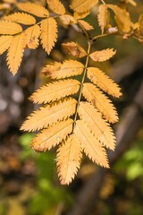 Colorful autumn leaves of mountain ash in sunlight on blurred background of foliage in fall season - 791433953