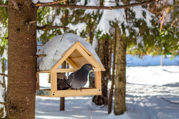Pigeon in the bird feeder in the winter park