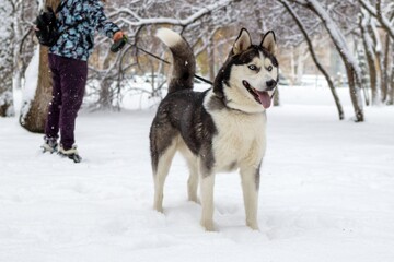 Majestic Siberian Husky Dog Exploring the Enchanted Winter Wonderland Forest - 791433994