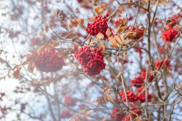 Vibrant red rowan berries on tree branches under the sun in autumn season - 791434139