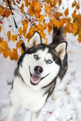 Happy Siberian Husky Dog In Autumn Park, Close Up Portrait In Falling Yellow Leaves