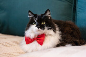 Cute black and white fluffy serious cat with red bow on the sofa, close-up portrait