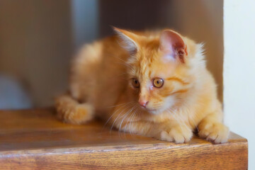 Portrait of lying playful ginger cat kitten on the staircase, indoors