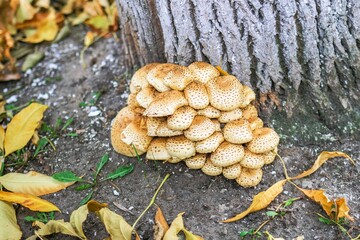 Vibrant Honey Fungus Mushrooms Growing Around Tree Trunk in Beautiful Autumn Forest Setting - 791436190