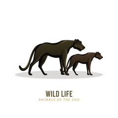 black and white horse