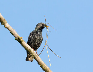 Common starling. A bird sits on a branch, holding building materials for a nest in its beak