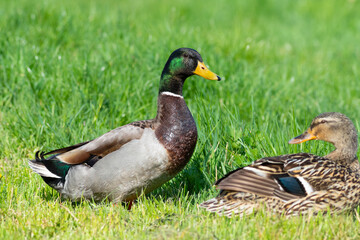 Naklejka na ściany i meble Mallard. A male and female basking in the sunlight, sitting on the grass on the riverbank