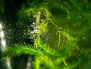 Aquatic plant - elodea in aquarium. Selective focus. - 791436941