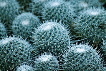 Close Up Of Cactus Plants Cluster