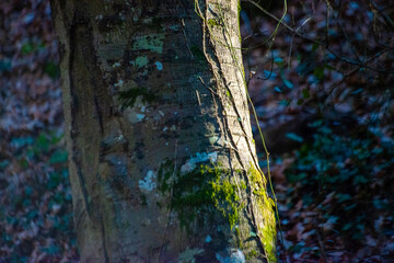 Nature's Embrace: Mosses Adorning a Tree Trunk