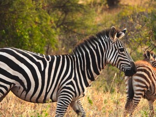 zebra
