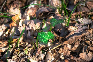 Forest Verdancy: Green Leaves and Bushes on the Ground