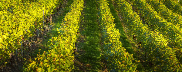 Rows of beautiful green vines