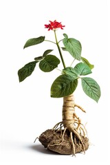 Investigate the potential cognitive benefits of ginseng and its adaptogenic properties - obrazy, fototapety, plakaty