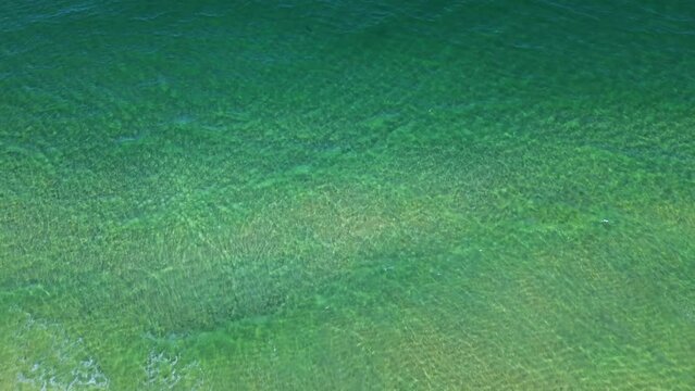 A chilling drone shot of sharks just off the coast in Palm Beach County South Florida!
