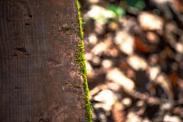 Woodland Tapestry: Wood and Mosses Background