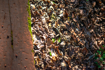 Woodland Tapestry: Wood and Mosses Background