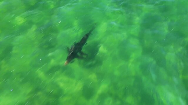 An incredible drone video flying above a shark in the Atlantic Ocean. Unfortunately, it looks like this shark was cut loose and still has a fishing hook and line attached to it.