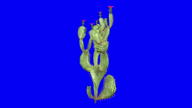 3D beavertail cactus with wind effect on blue screen 3D animation. You can easily key out (remove) the blue screen with just one click using any video editor.