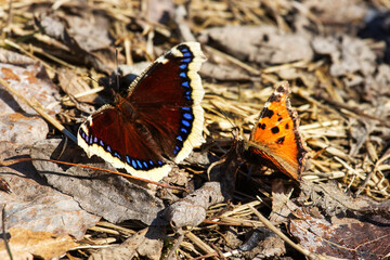Unusual natural phenomenon. Lesser tortoiseshell (Vanessa urticae) butterfly is chasing Mourning...