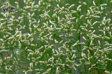 Sea lavender (Limonium ramosissimum) halophyte from Sivash lake, Arabatskaya strelka spit, salty estuaries. Algerian sea lavender ntroduced species, stranger from Mediterranean area