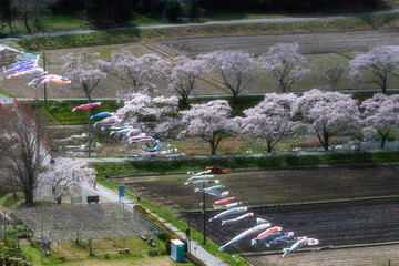 夏井千本桜　満開の桜並木