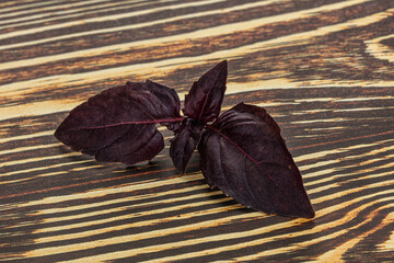 Purple raw organic basil leaves