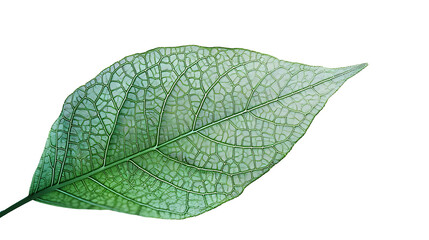  an striking image featuring a solitary green leaf in full bloom, its vibrant color and graceful form contrasting against isolated background, png
