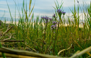 Sea aster (Aster tripolium). Wind-induced flood meadows in eastern part of Gulf of Finland. Rare species of hydrophytic halophylic marsh plants blooms on supralithoral, view against sunset background