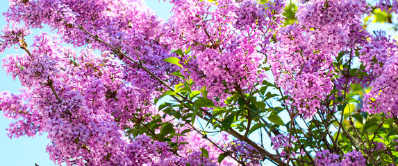 branch of Syringa vulgaris lilac blossom