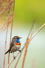Male bluethroat (Luscinia svecica) sitting in reeds 