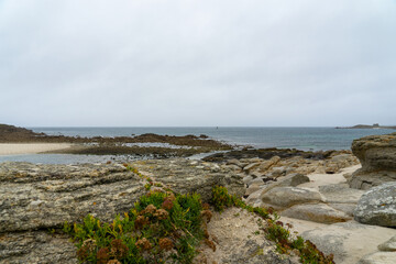 Des Cristes marines égayent les rochers le long du littoral breton, apportant une touche de...