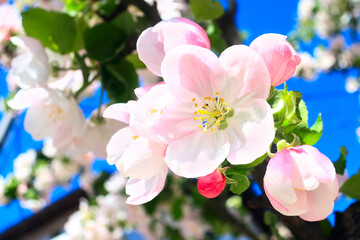 Apple branch blossom, close-up macro