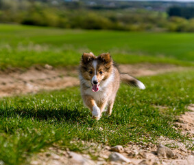 Shetland sheepdog outdoors.