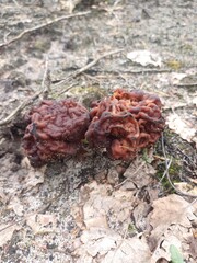 PIESTRZENICA KASZTANOWATA