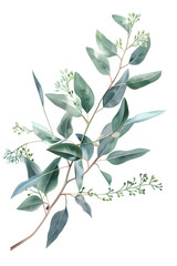 Watercolor green eucalyptus plant isolated on transparent background