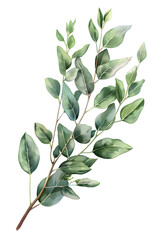 Obraz premium Watercolor green eucalyptus plant isolated on transparent background