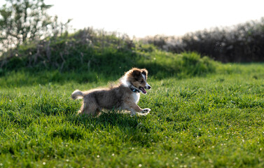 Shetland sheepdog outdoors.