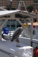 Airone Cenerino sopra ad una barca, Portofino