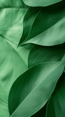 Obraz premium A Close-up Of A Green Leaves Texture Background.